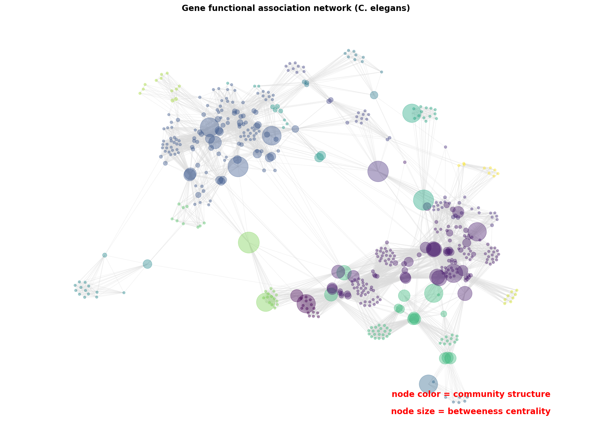 Gene functional association network (C. elegans)