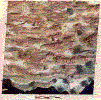 Color Landsat image of the Zagros Mountains, Iran.