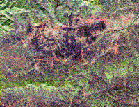 Radar color composite SIR-C image of Florence, Italy, April 14 1994.