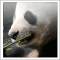 Panda Bear Habitat