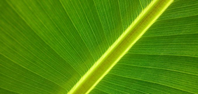 Vegetation NDVI