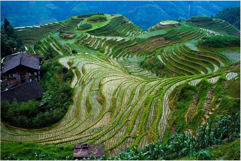 龙脊梯田（中国）