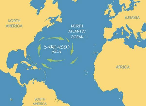 马尾藻海是唯一没有海岸的海