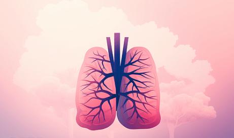 多数人的左肺比右肺小 10%
