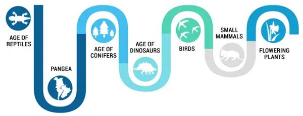 爬行动物和恐龙时代（245 – 6600 万年前）