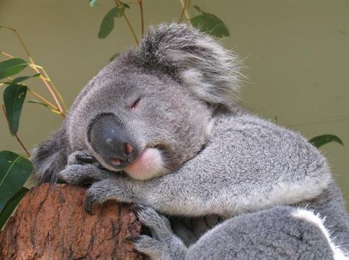 考拉是睡眠时间最长的哺乳动物