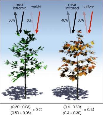 归一化植被指数（NDVI）