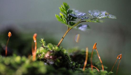 森林与生物多样性